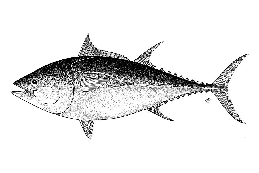 Atlantic Bluefin Tuna Image