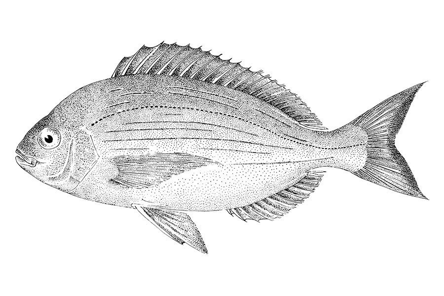 Black Bream Image