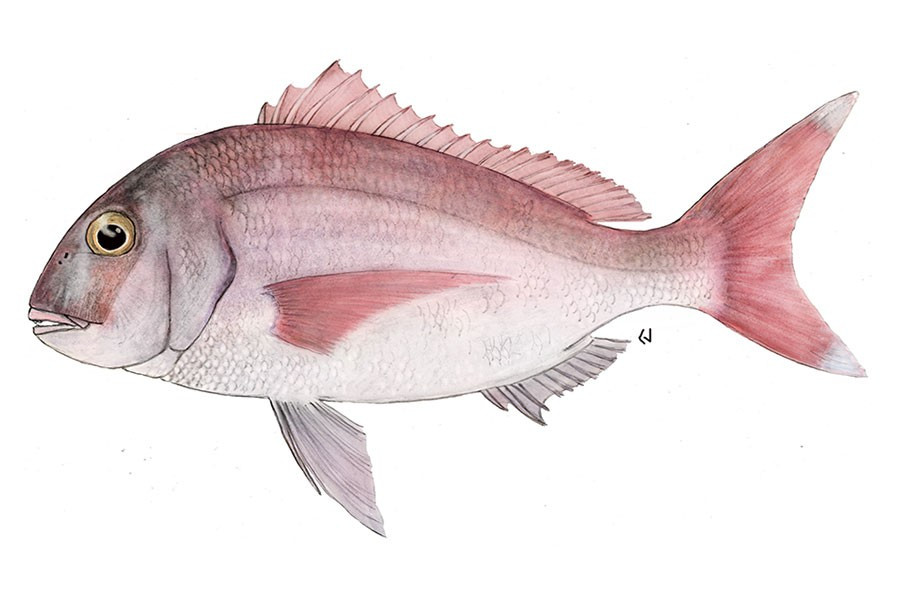 Common Seabream Image