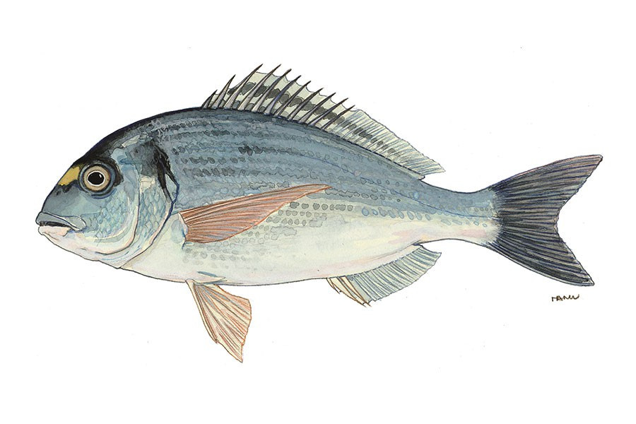 Gilthead Bream Image