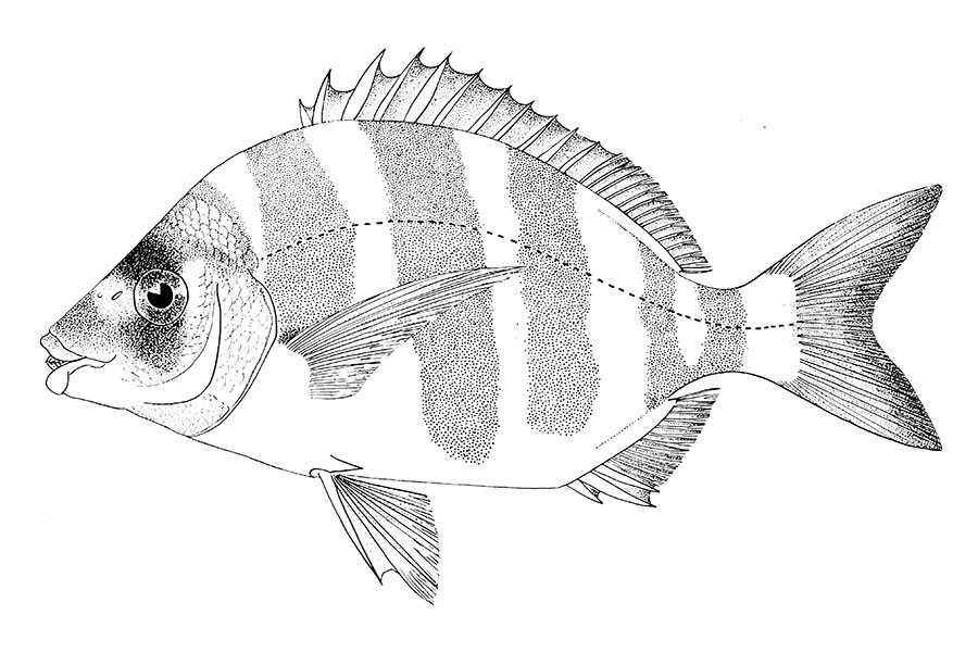 Soldier Bream Image