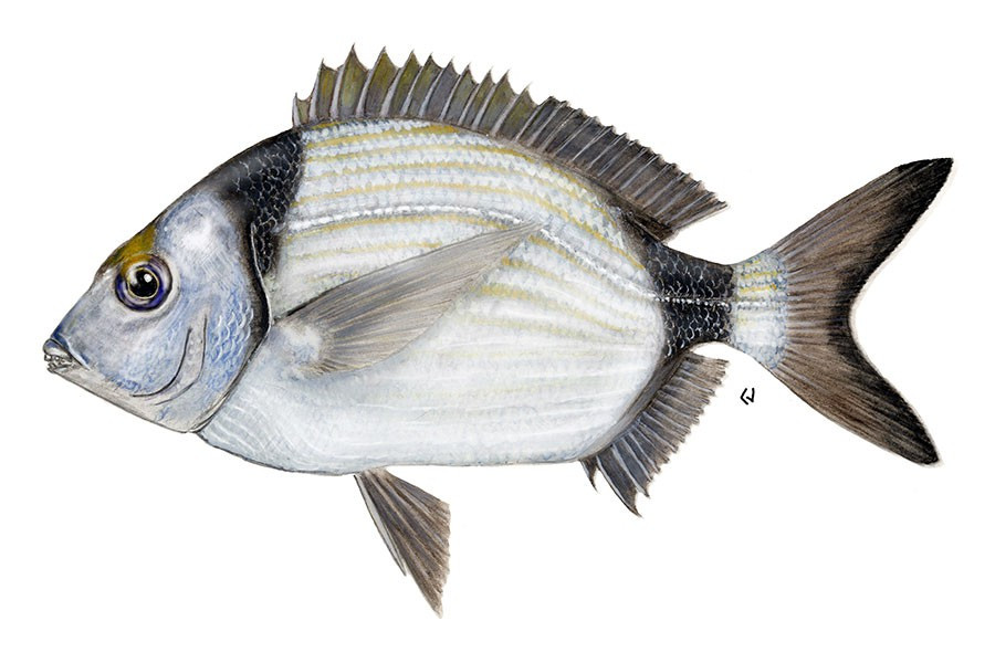 Two-banded Seabream Image