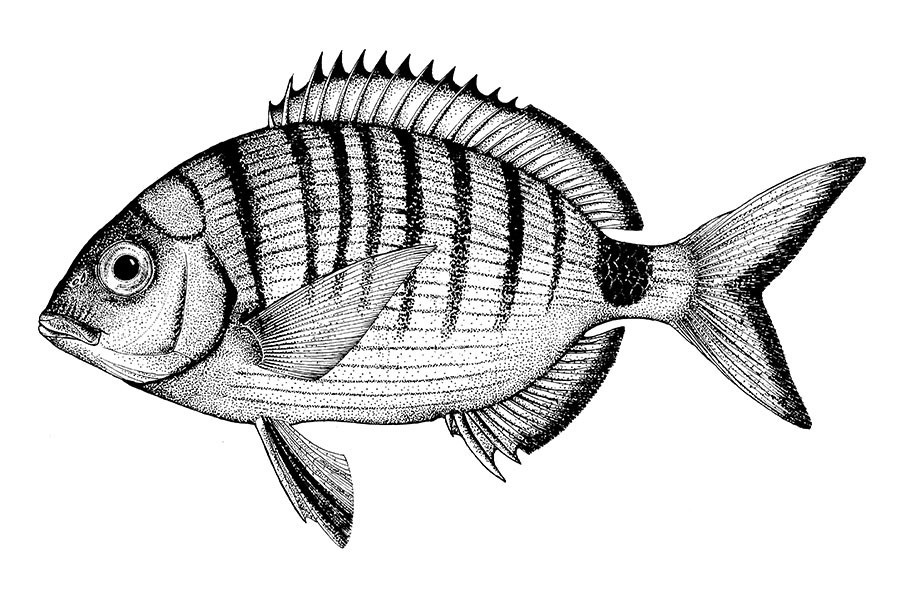 White Seabream Image