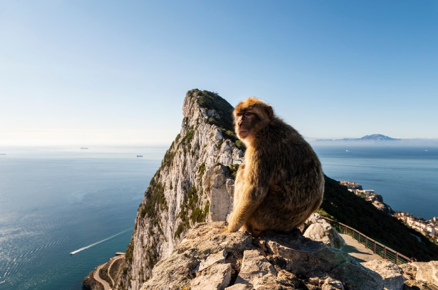 Image of a Gibraltar Monkey