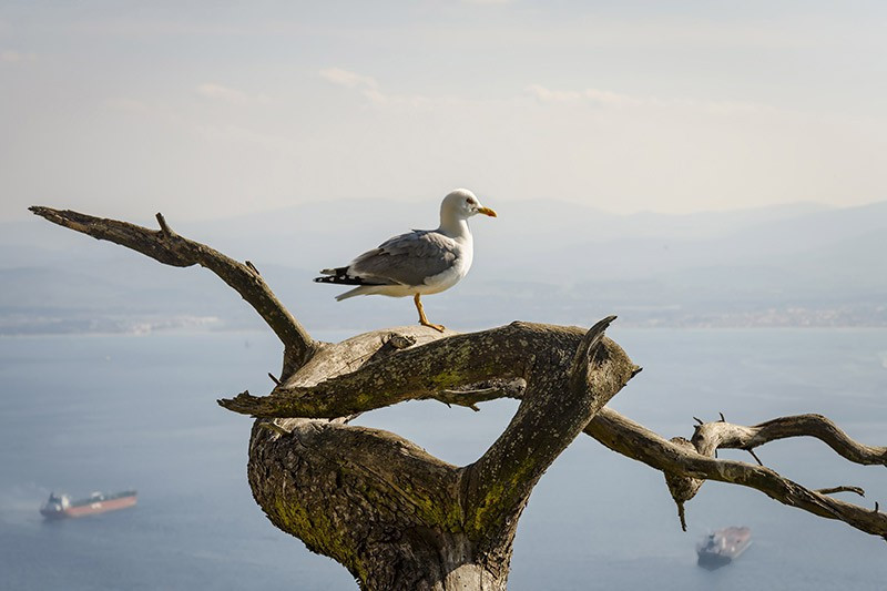 Image of a Seagull on old tree branch