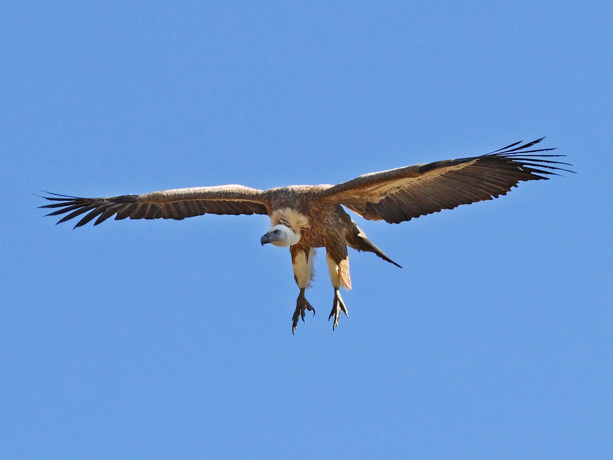 Image of a Griffon Vulture in Flight