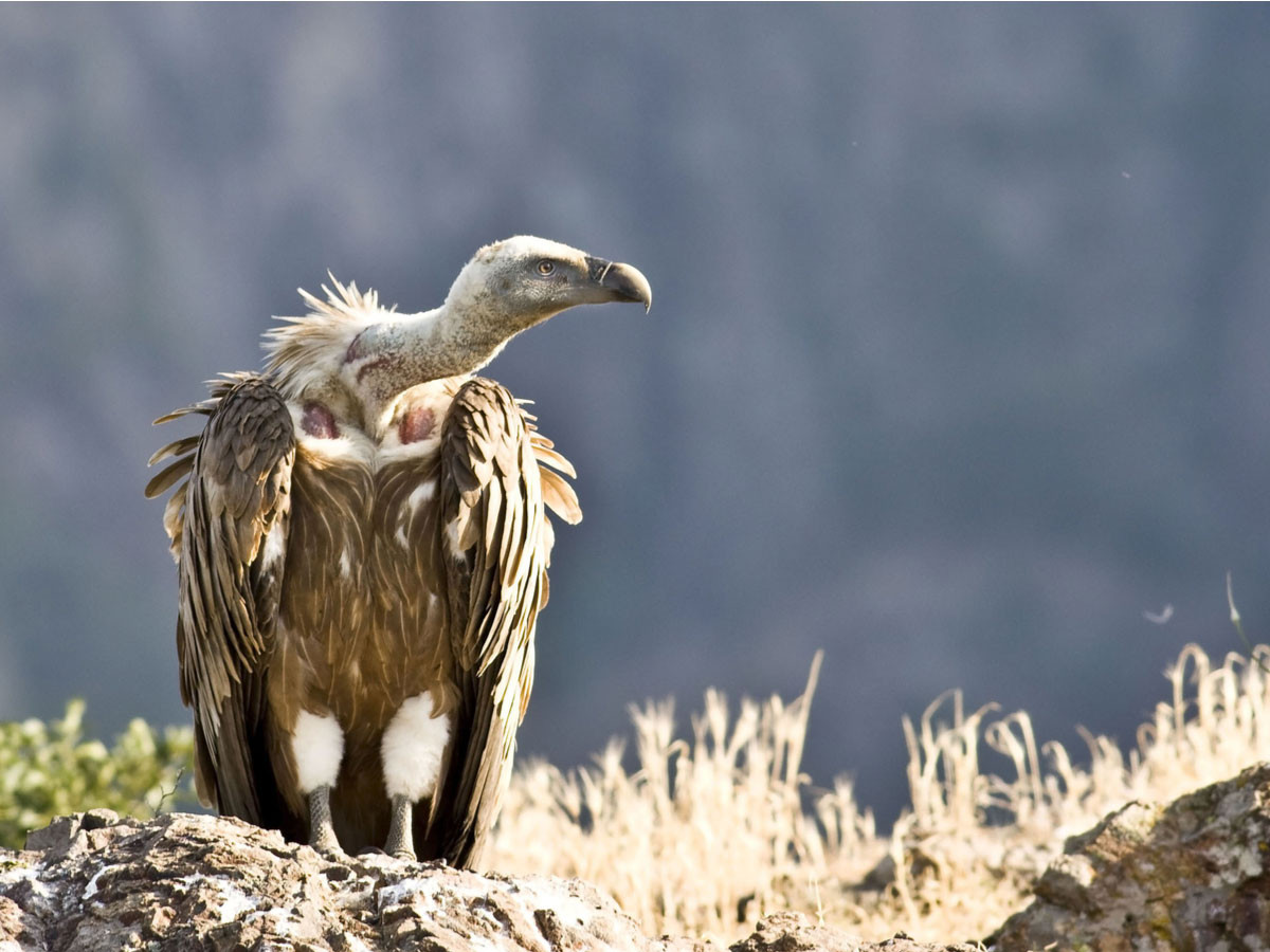 Image of a Griffon Vulture