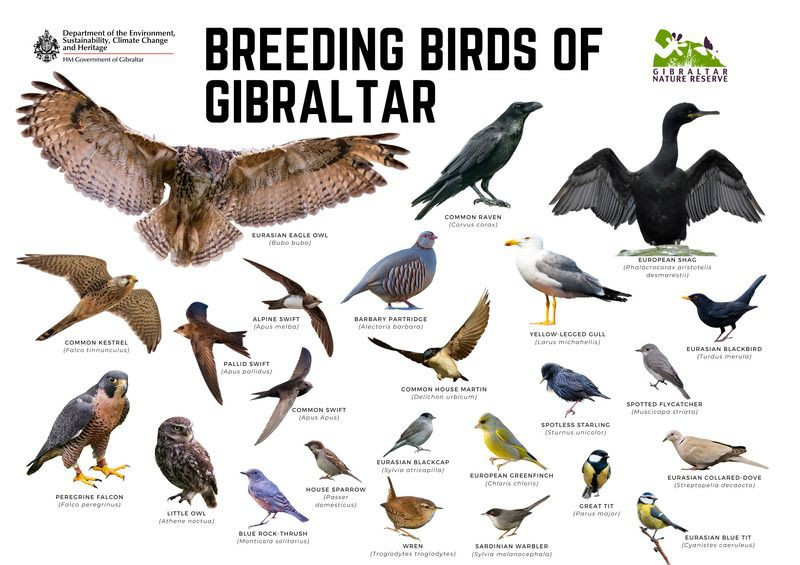 Image of Breeding Birds of Gibraltar