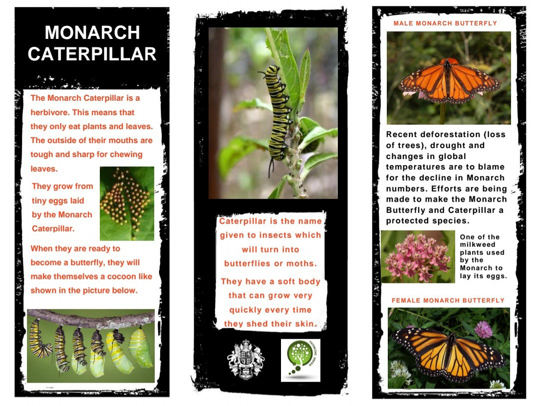 Monarch Image